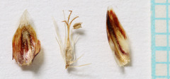 Eleocharis rostellata