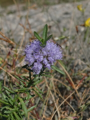 Mentha cervina