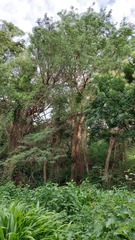 Chloroleucon tenuiflorum