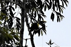 Ramphastos