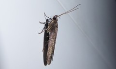 Phaeosaces apocrypta
