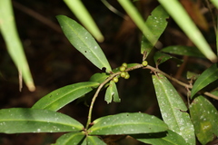 Myrsine subsessilis