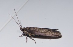 Phaeosaces apocrypta