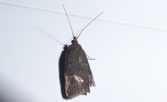 Phaeosaces apocrypta