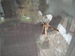 Apochima flabellaria