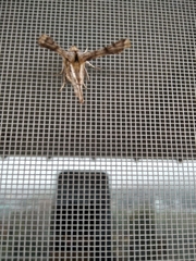 Apochima flabellaria