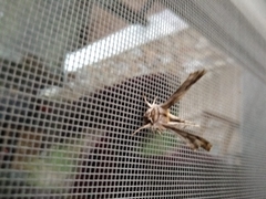 Apochima flabellaria