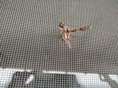 Apochima flabellaria