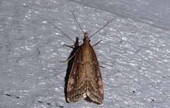 Eudonia octophora