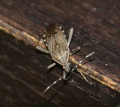 Dicranocephalus marginicollis