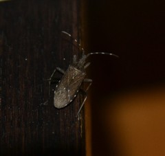 Dicranocephalus marginicollis