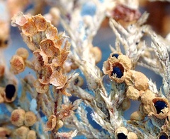 Physarum rubiginosum