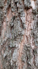 Chloroleucon tenuiflorum