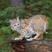Bobcat - Photo (c) dbarronoss, some rights reserved (CC BY-NC-ND)