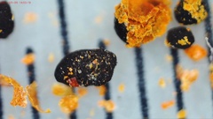 Physarum rubiginosum