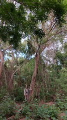 Chloroleucon tenuiflorum