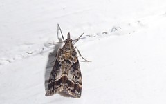 Eudonia legnota