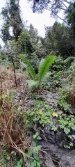 Dioon spinulosum