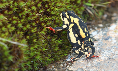 Melanophryniscus stelzneri