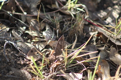Pindis squamistriga