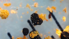 Physarum rubiginosum