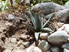 Agave victoriae-reginae