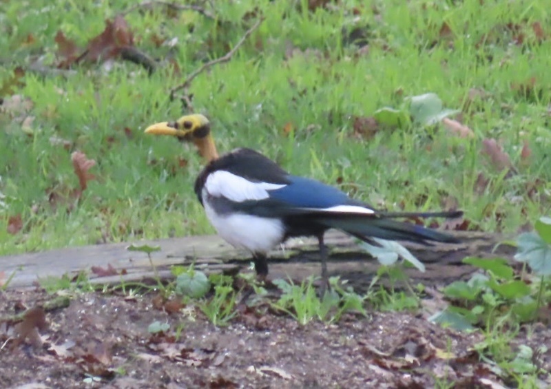 Yellow-billed Magpie