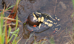 Melanophryniscus stelzneri
