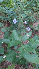 Ruellia ciliatiflora