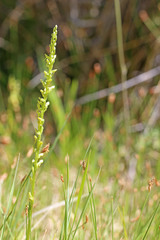 Platanthera sparsiflora