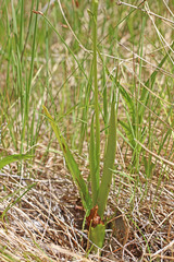 Platanthera sparsiflora