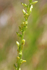 Platanthera sparsiflora