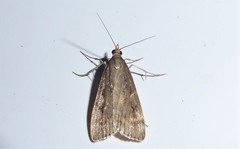 Eudonia octophora