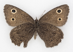 Cercyonis oetus