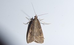 Eudonia octophora