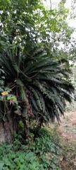 Dioon spinulosum