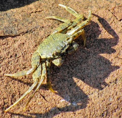Grapsus fourmanoiri