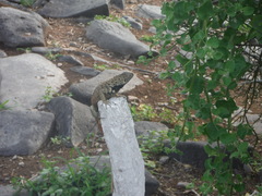 Microlophus albemarlensis