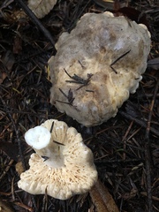 Lactarius desjardinii