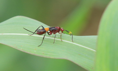 Compsocryptus melanostigma