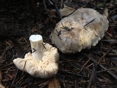 Lactarius desjardinii