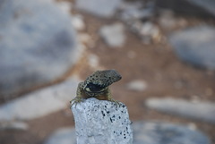 Microlophus albemarlensis