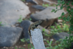 Microlophus albemarlensis