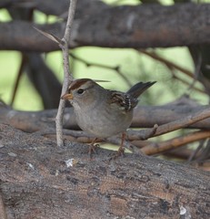Zonotrichia leucophrys
