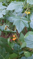 Solanum atropurpureum