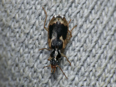 Mimodromites nigrotestaceus