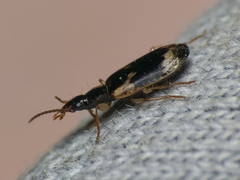 Mimodromites nigrotestaceus