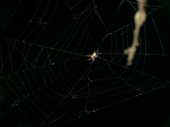 Allende nigrohumeralis