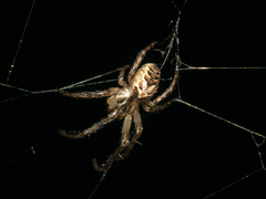 Allende nigrohumeralis