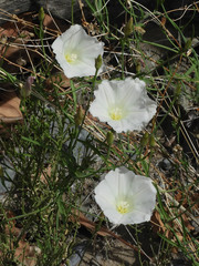 Calystegia longipes